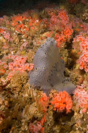 Sea sponge and sea anemone at California underwater ref