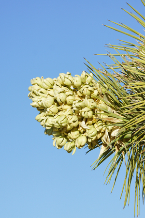 Flower bloom of Joshua Tree yucca plantの写真素材