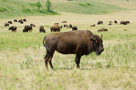 Bison and herd at South Dakota