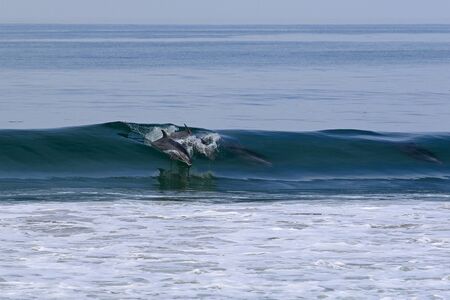Dolphins surfing at beach along California coastの写真素材