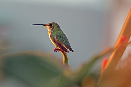 Humming Bird at Laguna Beach park