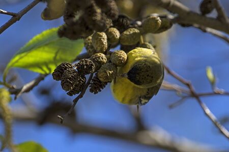 Bird common bird at Los Angeles Riverの写真素材
