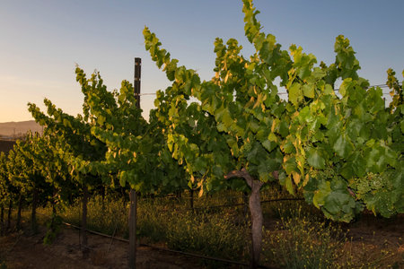 Sunrise at grape vines at California winery vineyard