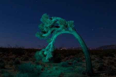 Desert landscape joshua tree with light paintingの写真素材