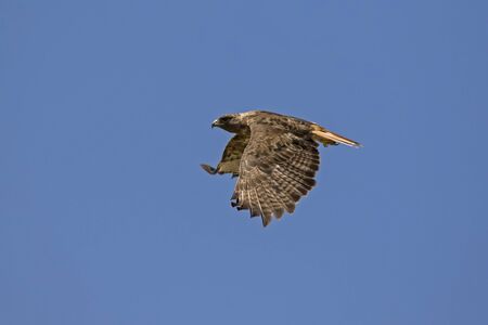 Bird hawk flying through clear blue skyの写真素材