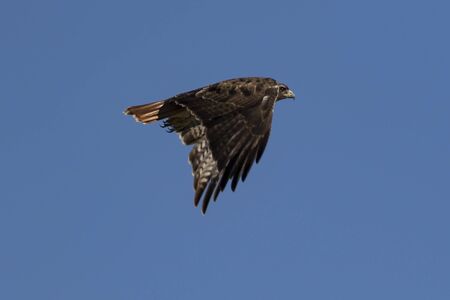 Bird hawk at Los Angeles parkの写真素材