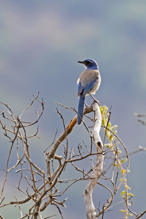 Bird California scrub jay at Los Angeles resevoirの写真素材