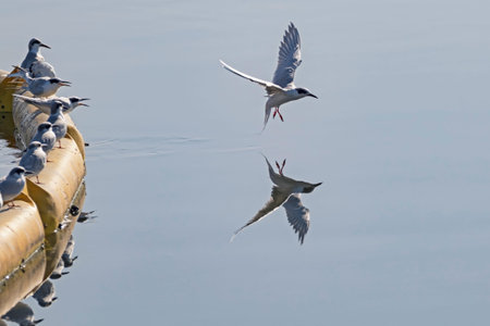 Birds terns at wetlands in the morning