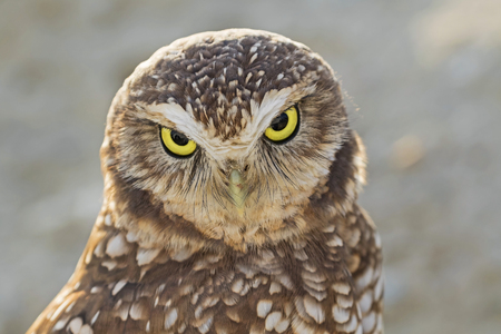 Bird burrowing owl frownの写真素材