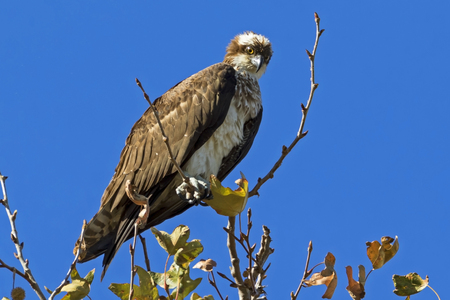 Bird watching osprey hunting from high aboveの写真素材