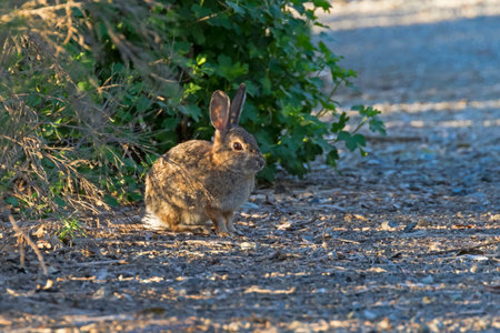Rabbit hiding in th eshadows at Los Angeles park
