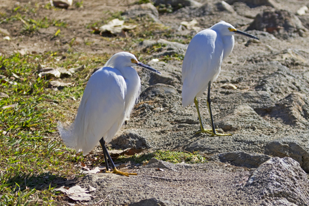 Birds snowy egret pair at the shores of Lake Balboaの写真素材