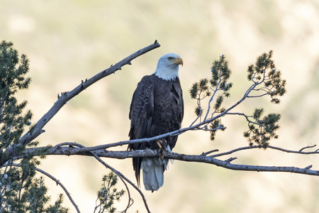 Eagle at dusk in Los Angeles foothillsの写真素材