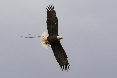 Bald eagle with nest materialsの写真素材