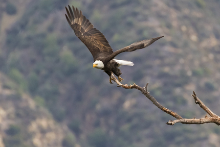 Bald eagle launch from a tree branchの写真素材