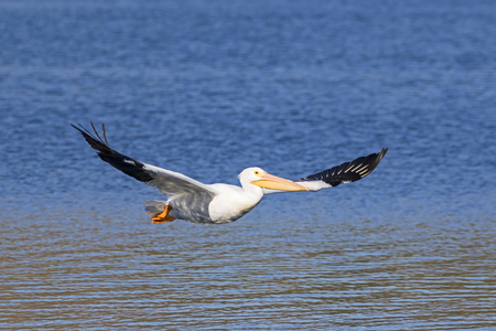 Bird white pelican glides over San Diego lakeの写真素材