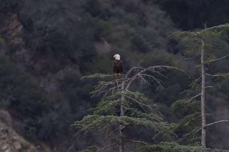 Bald Eagle on pine tree perch in Los Angelesの写真素材