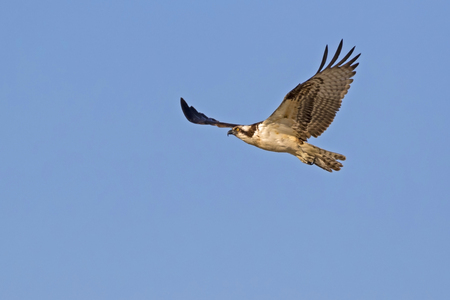 Bird osprey in flightの写真素材