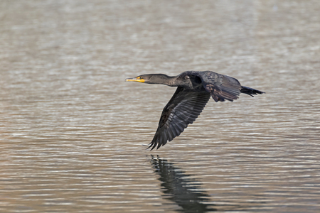 Bird cormorant shore bird at Malibuの写真素材