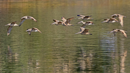 Birds marbled godwit flock flying at the Malibu Lagoonの写真素材