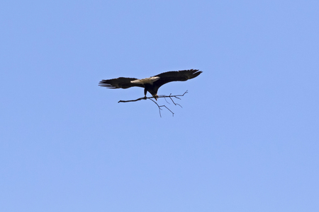 Eagle flying with nest materialsの写真素材
