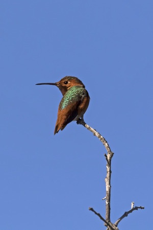 Hummingbird at Malibu Lagoon perchの写真素材