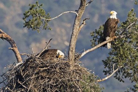 Eagle nest at Los Angeles foothillsの写真素材