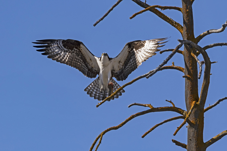 Osprey bird of prey landing at Yellowstone tree perchの写真素材