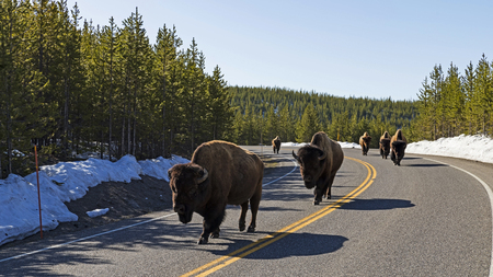 Bison herd on Yellowstone roadwayの写真素材