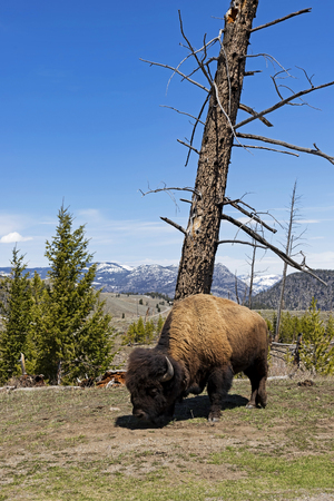 Buffalo at Yellowstone forestの写真素材