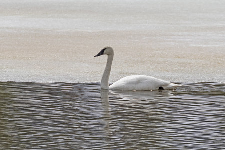 Swan swims at Yellowstone lakeの写真素材
