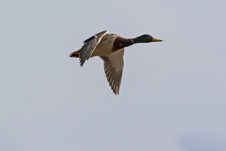Duck flying high above Yellowstone National Parkの写真素材