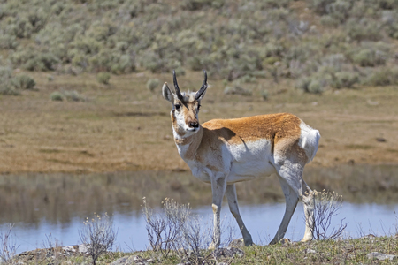 Pronghorn along Yellowstone park lakeの写真素材