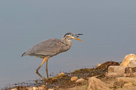Bird great blue heron feedingの写真素材