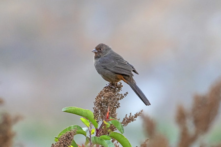 Bird on flower perchの写真素材
