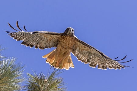 Bird red tail hawk flying at Big Bear Lakeの写真素材