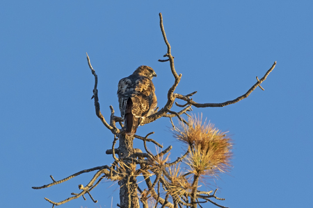 Red Tail Hawk at tree perchの写真素材