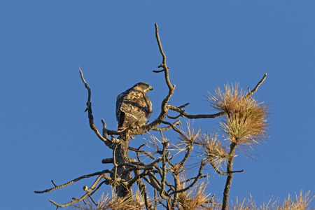 Hawk on mountian tree top during sunriseの写真素材