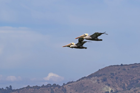Pelicans flying above the San Francisco Bayの写真素材