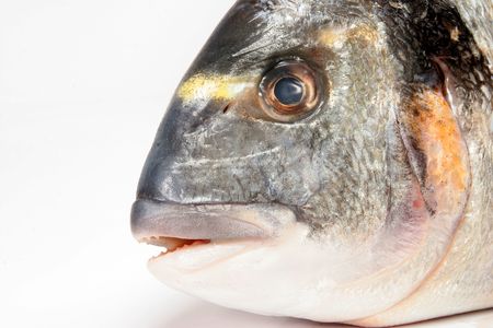 Close up of a fish's headの写真素材