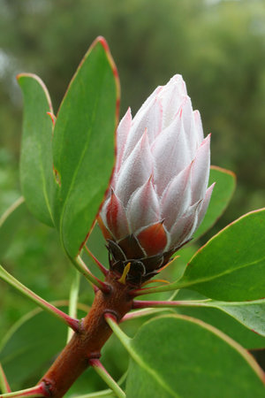 Protea bud