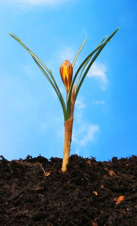 Crocus flower against a blue skyの写真素材