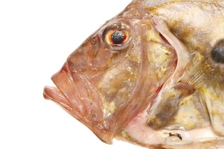 Close up of John Dory fish headの写真素材
