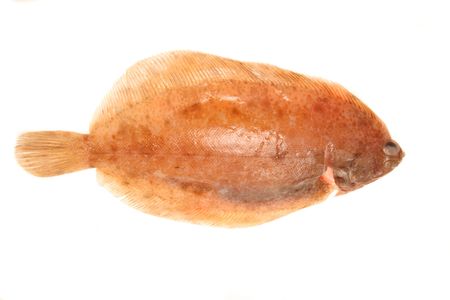 Lemon sole fish isolated on whiteの写真素材