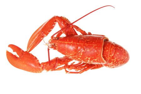Whole cooked lobster on a white backgroundの写真素材