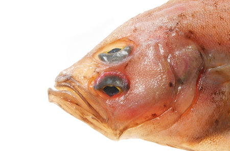 Close up of Megrim sole flat fish head