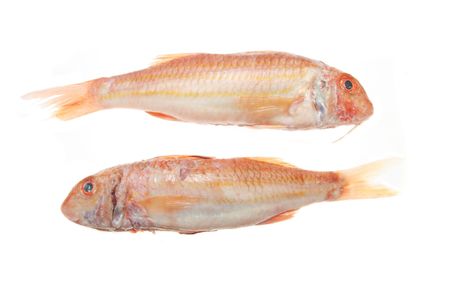 Pair of Red Mullet fish isolated on whiteの写真素材