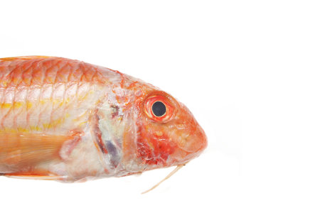 Close up of Red Mullet fish headの写真素材