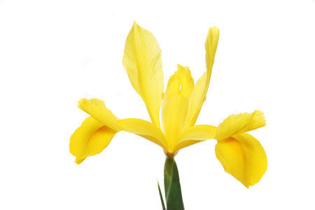 yellow Dutch iris flower isolated against white