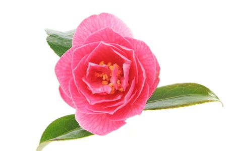 Closeup of a fresh camellia flowerの写真素材